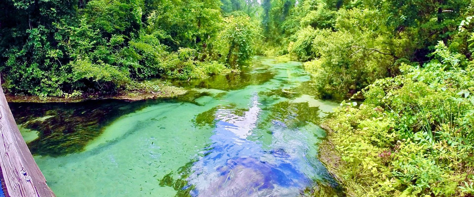 Explore the Beauty of Florida: Affordable Nature Tours and Outdoor Activities